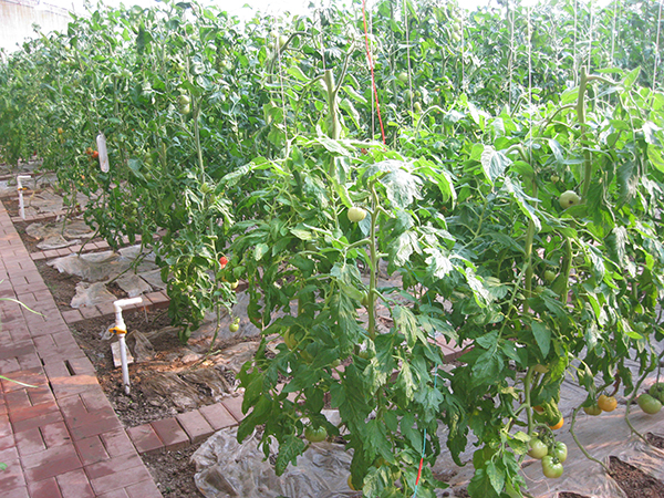 西红柿示范基地
